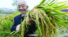 关心庄红贡米破局之（一）