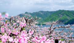 <b>春季南方常见曾大面积种植现在正在农田不见踪</b>