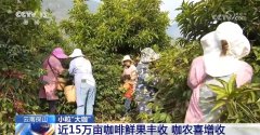从“廉价原料”到“精品金豆”云南小粒咖啡“